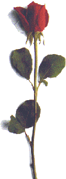 PLAY 'THE ROSE'